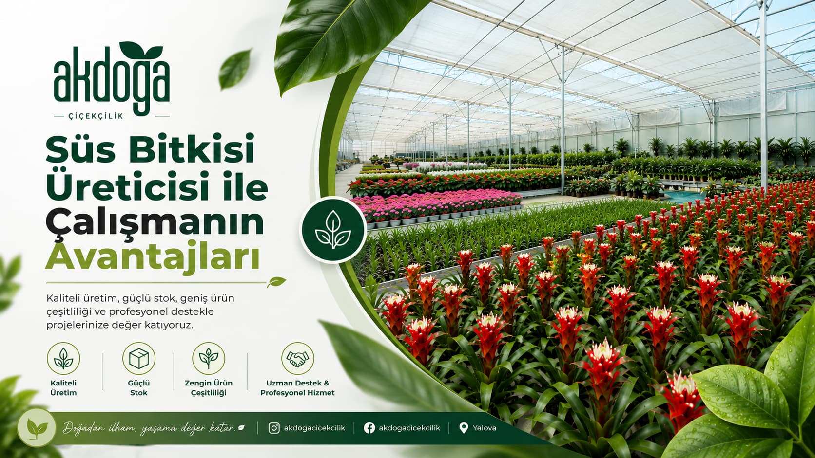 Akdoğa Çiçekçilik üretim alanı